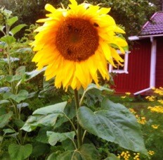 karlstad city sunflower thai karlstad city sunflower thai